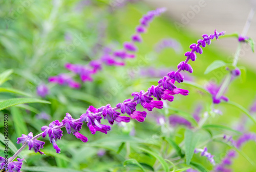 Purple flowers of Mexican Sage