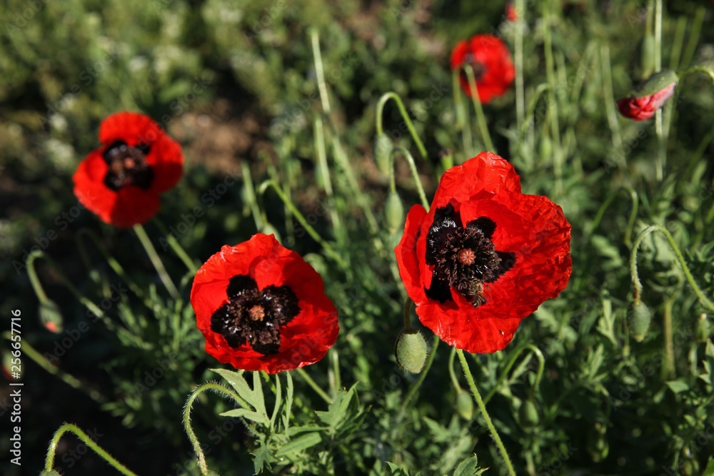 red poppy flowers in a field.artvin/turkey red poppy flowers in a field.artvin/turkey