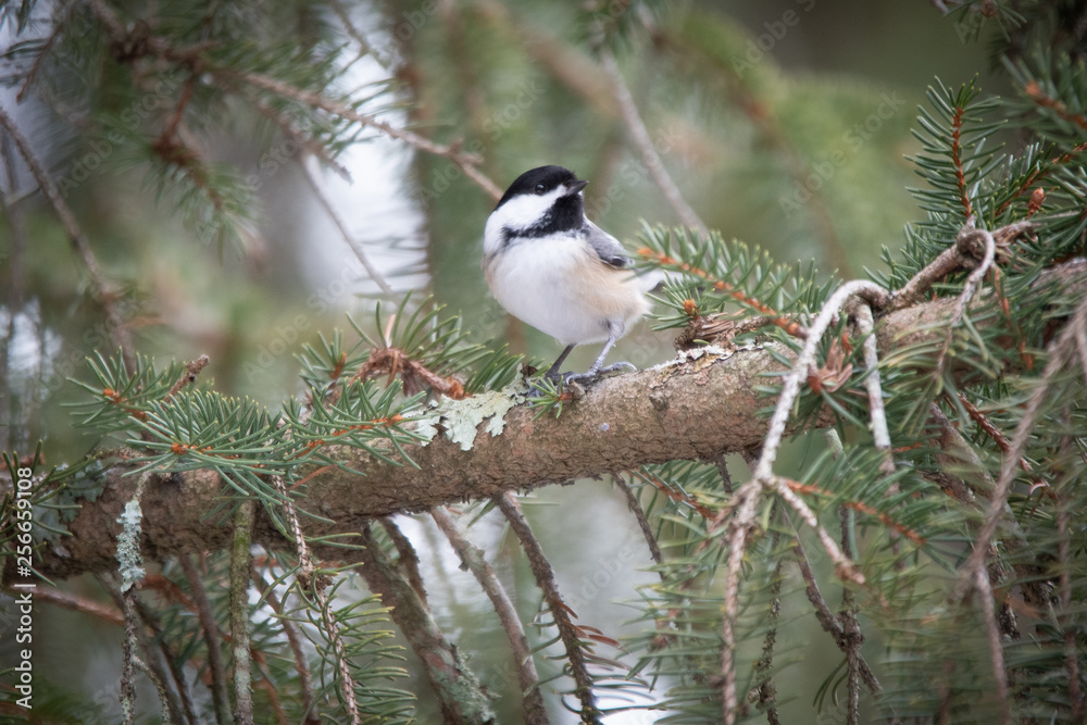 Black-capped chickadee Black-capped chickadee