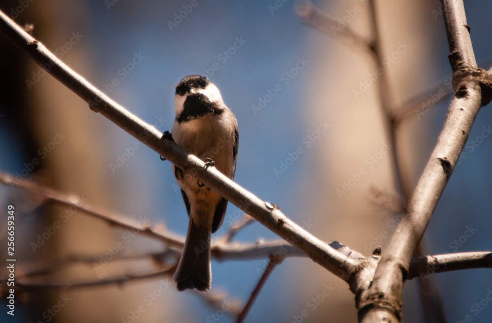 Obraz premium Black capped chickadee