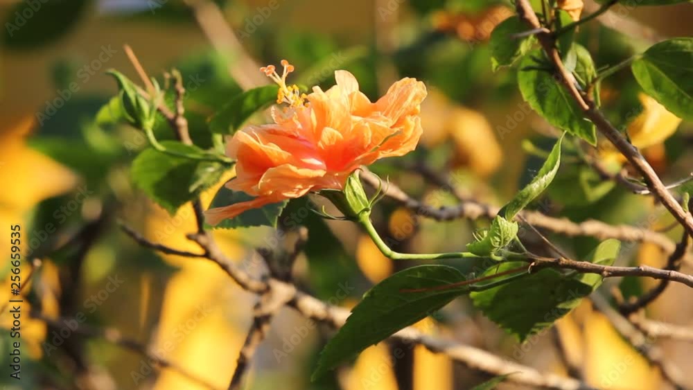 Close up of Hibiscus rosa-sinensis Flower Close up of Hibiscus rosa-sinensis Flower