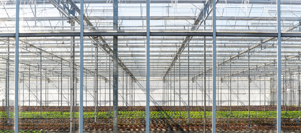 Lettuce Greenhouse at Maasdijk Lettuce Greenhouse at Maasdijk