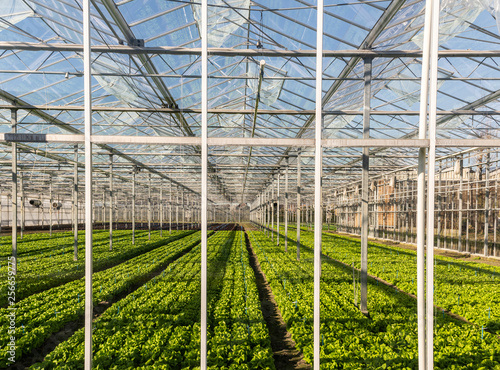 Lettuce Greenhouse Maasdijk