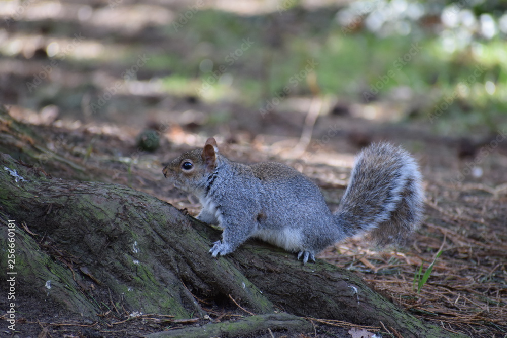 Grey Squirrel on tree Grey Squirrel on tree