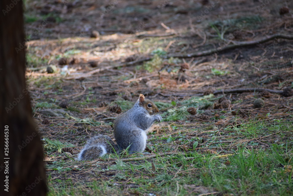 Grey Squirrel in park