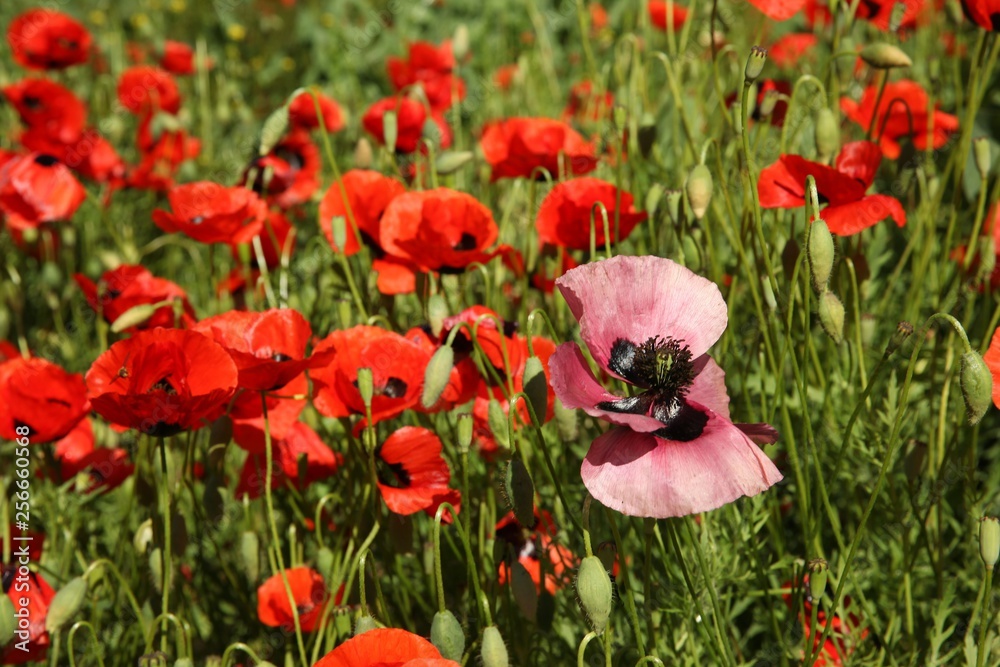 Naklejka premium red poppy flowers in a field.artvin/turkey
