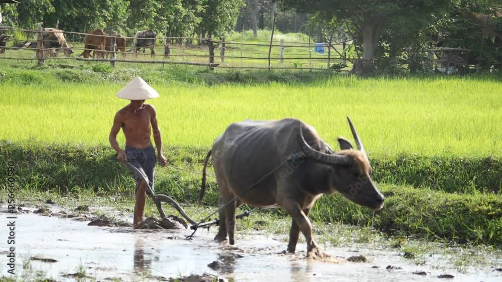Farmers are using buffalo to plow, traditional farming in Thailand.