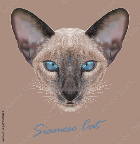 Siamese cat animal cute face. Vector funny oriental kitten head portrait. Realistic fur portrait of siam kitty isolated on beige background. photo