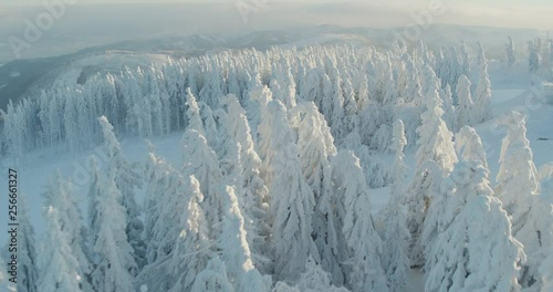 Wallpaper Mural Aerial drone view snowy mountains over white trees in winter  Torontodigital.ca