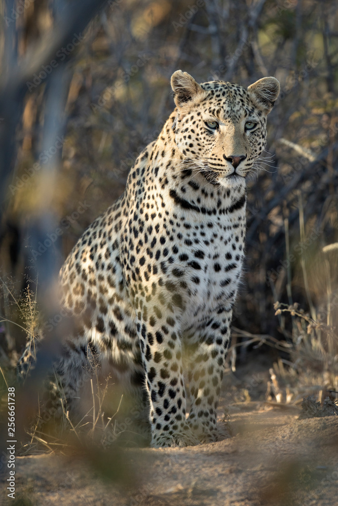 Naklejka premium Leopard in afternoon light