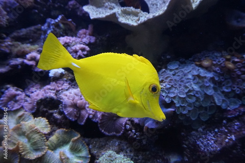 pez amarillo