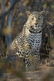 Leopard in afternoon light