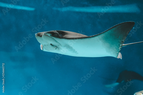 Cute stingray swims in aquarium close-up, bottom view