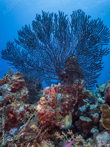Seascape of coral reef in the Caribbean Sea around Curacao at dive site Smokey's with black gorgonian coral and moray eel