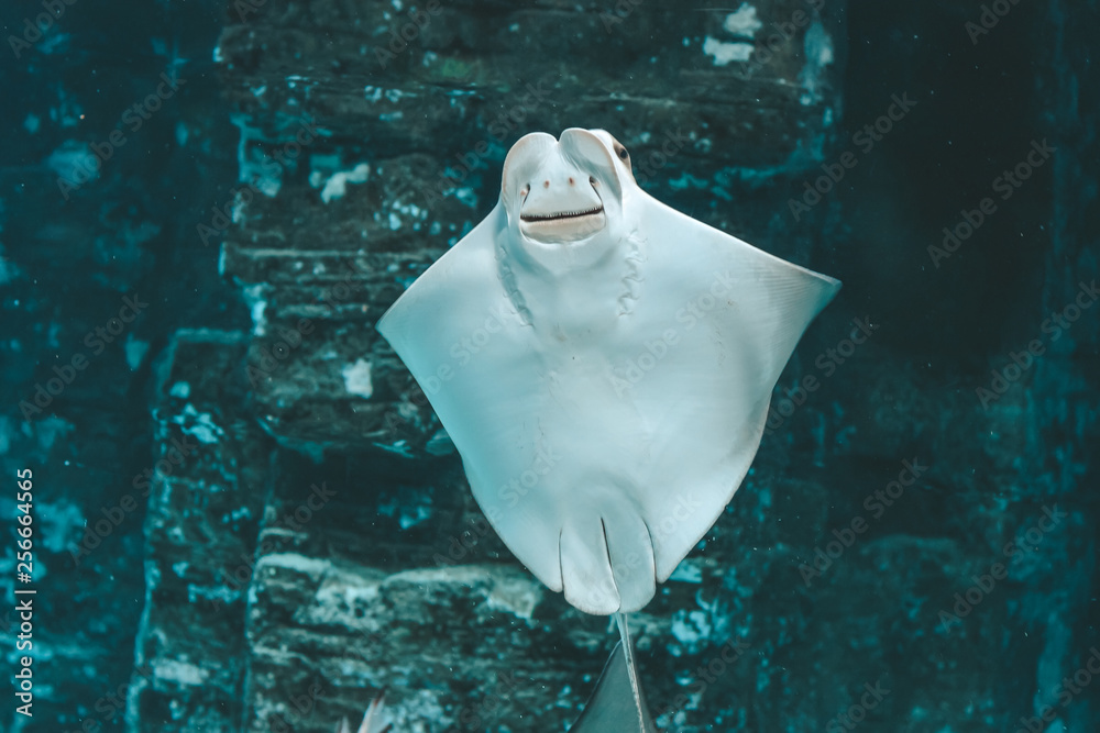 Naklejka premium Cute stingray swims in aquarium close-up, bottom view
