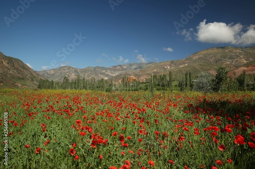 red poppy flowers in a field.artvin/turkey
