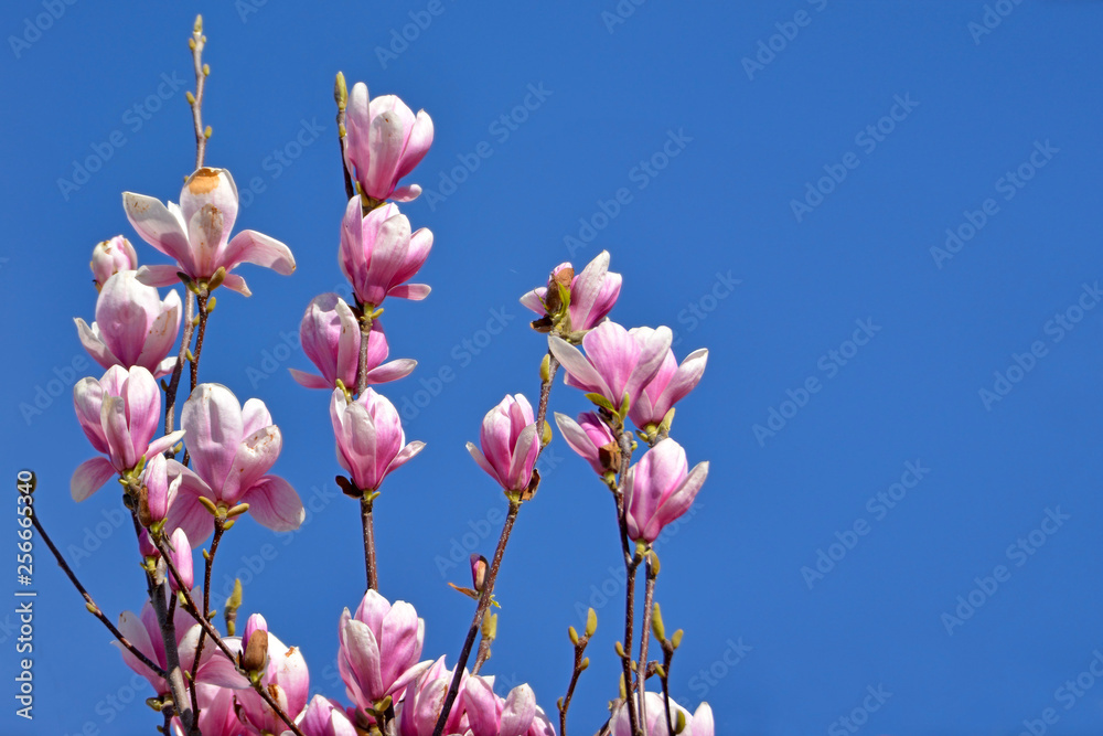 Beautiful Magnolia flower blossoms on tree in early spring in front of clear blue sky Beautiful Magnolia flower blossoms on tree in early spring in front of clear blue sky