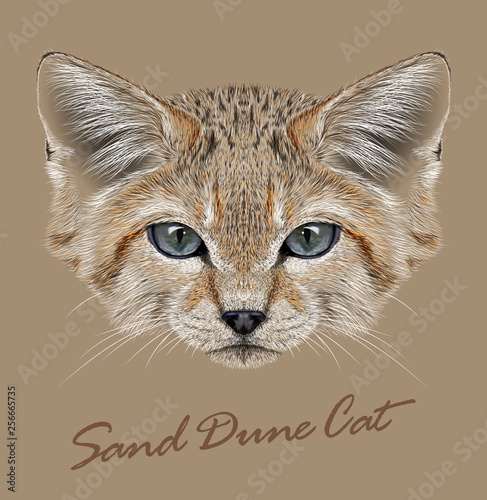 Sand cat animal face. Felis margarita. Vector African Asian cute wild sand dune kitten head portrait. Realistic fur portrait of desert kitty isolated on beige background. © ant_art19
