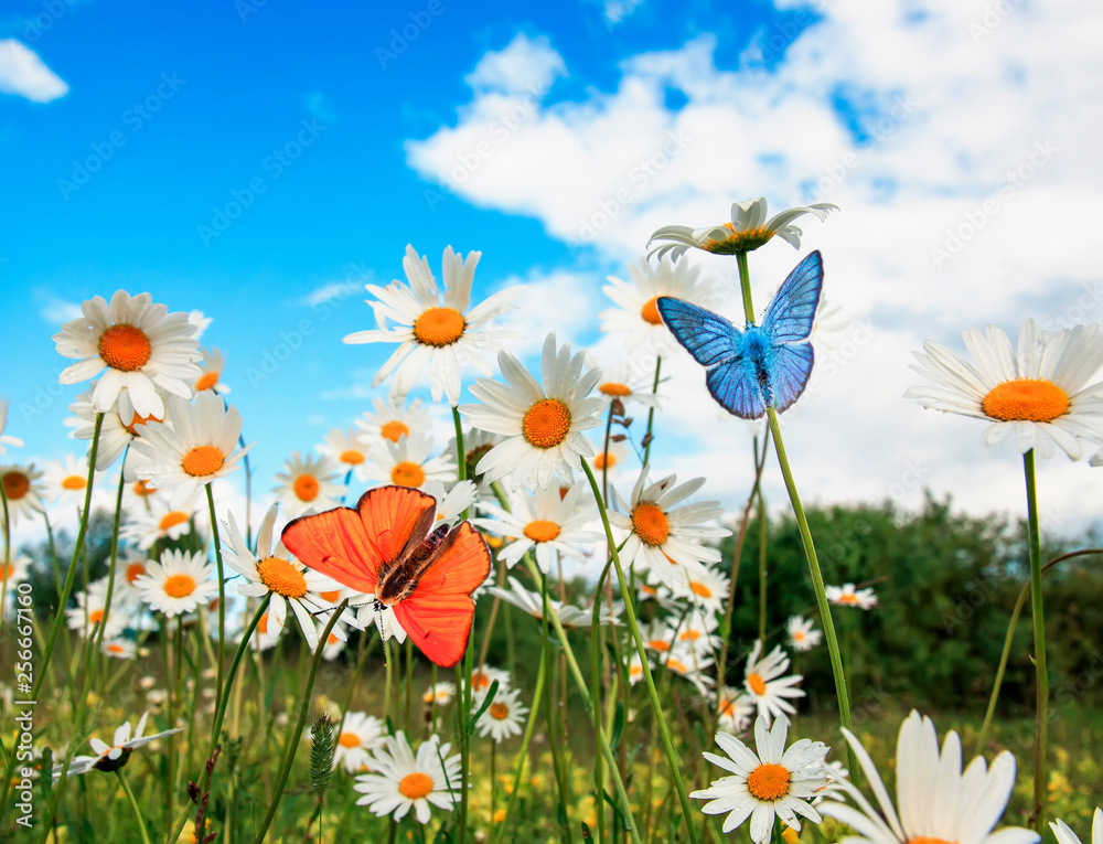different beautiful butterflies flying over a meadow on a bright white flowers daisies on a Sunny summer day and drink the nectar