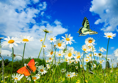 beautiful different butterflies flutter in a bright meadow over white flowers...