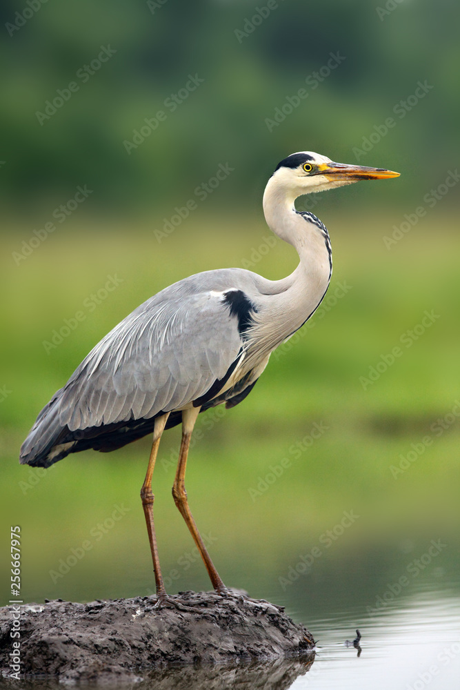 The grey heron (Ardea cinerea) standing and fishing in the water.A large heron with green background. Great heron in a pile of mud in a shallow pond. The grey heron (Ardea cinerea) standing and fishing in the water.A large heron with green background. Great heron in a pile of mud in a shallow pond.