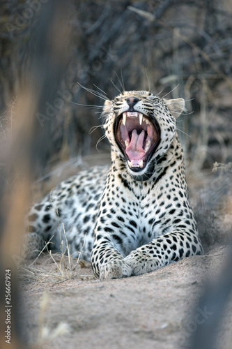 Leopard in afternoon light photo