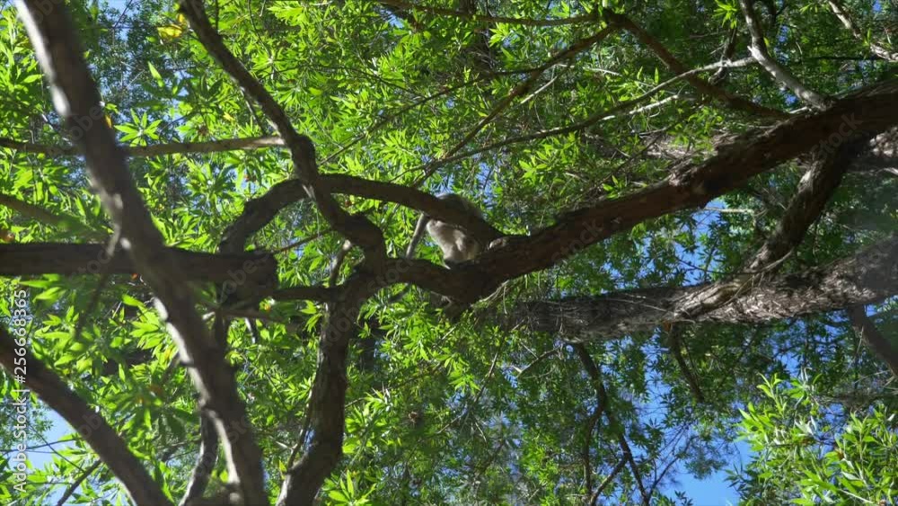 Vervet Monkeys climbing in green trees overhead Vervet Monkeys climbing in green trees overhead
