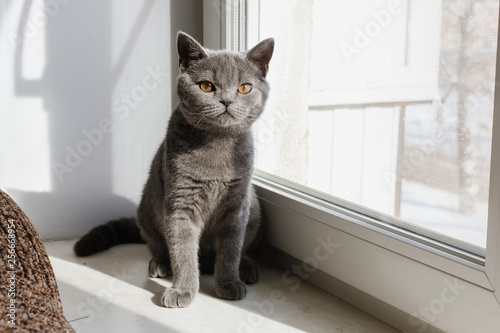 British (Scottish) blue kitten is very beautiful. The British kitten looks straight. The British kitten sits on the window 