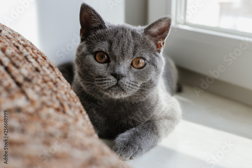 British (Scottish) blue kitten is very beautiful. looks straight. The British kitten looks very closely. sits on window and hunts, hides, looks into camera