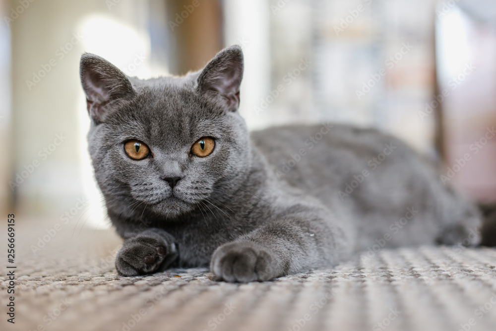 British (Scottish) blue kitten is very beautiful. The British kitten looks straight and lies on the floor. The British kitten looks very closely British (Scottish) blue kitten is very beautiful. The British kitten looks straight and lies on the floor. The British kitten looks very closely