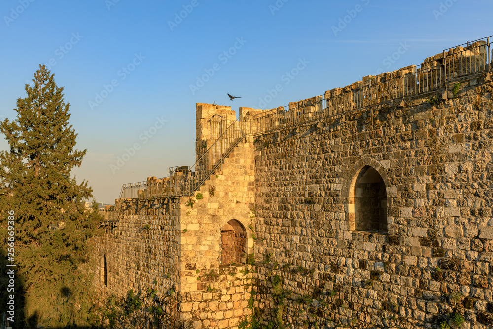 Hooded crow fly off from wall of old city Jerusalem at sunset