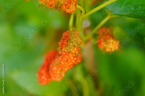 Mulberry fruit hangs on mulberry branches