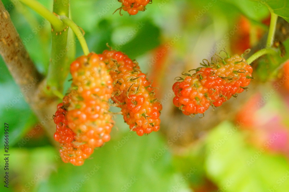 Mulberry fruit hangs on mulberry branches Mulberry fruit hangs on mulberry branches