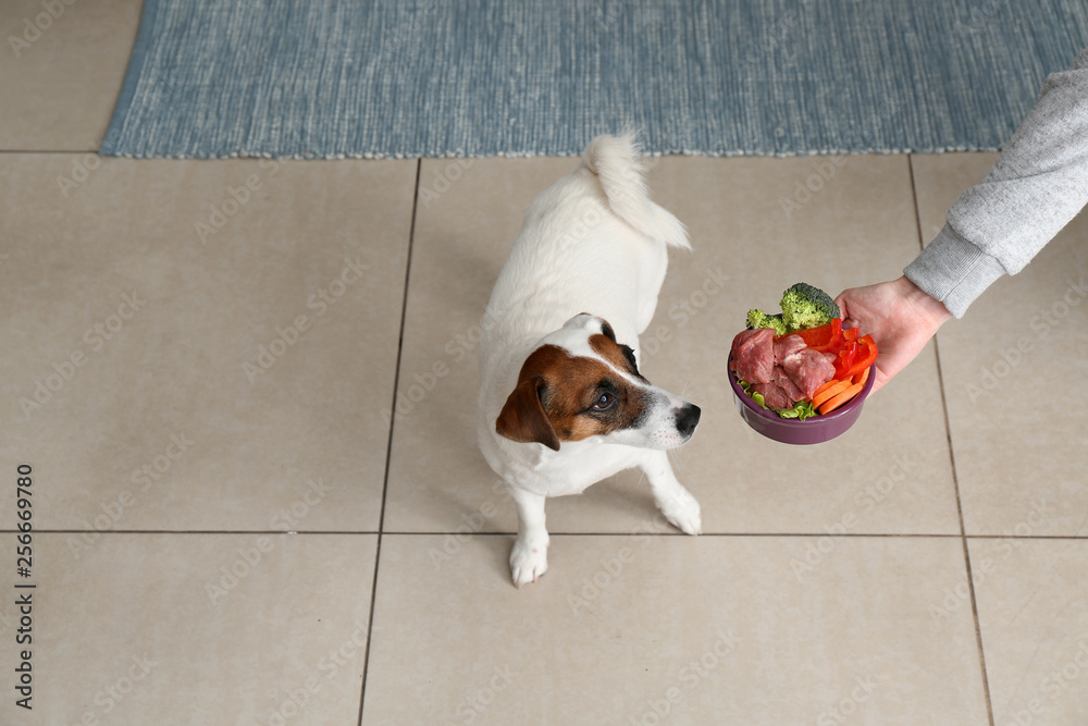 Woman feeding cute funny dog at home