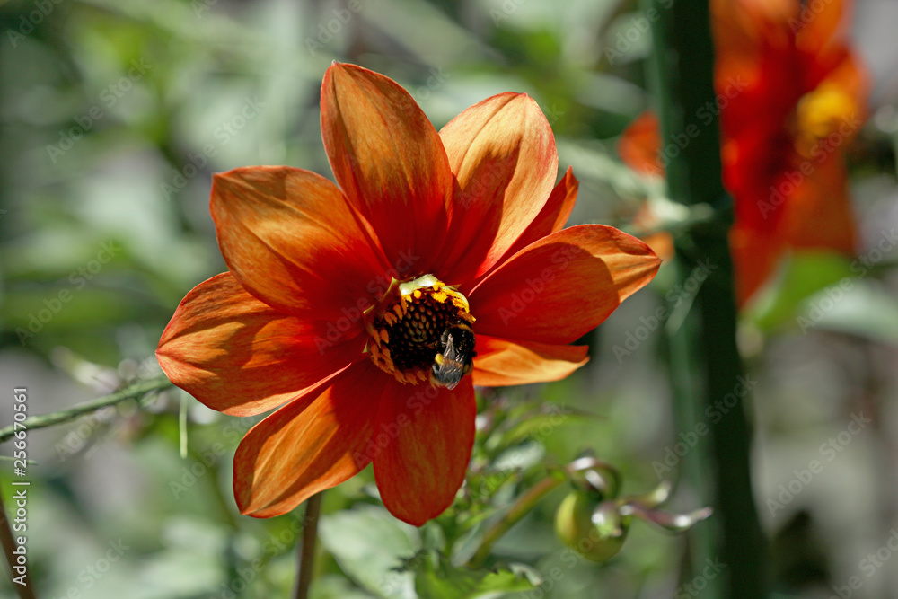 Blühende Dahlie Blühende Dahlie