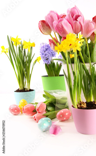 Colorful spring flowers for Easter in white background