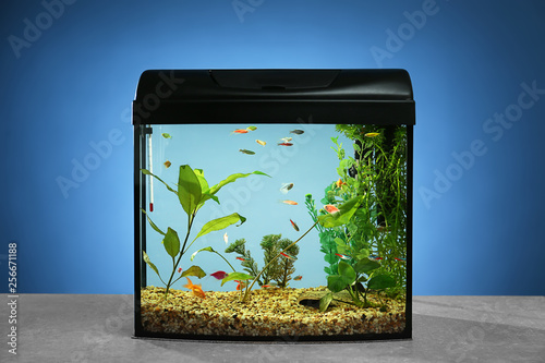 Beautiful aquarium on table against color background photo