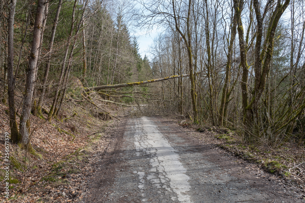 Fototapeta premium Sturmschäden auf Landstrasse im Sauerland