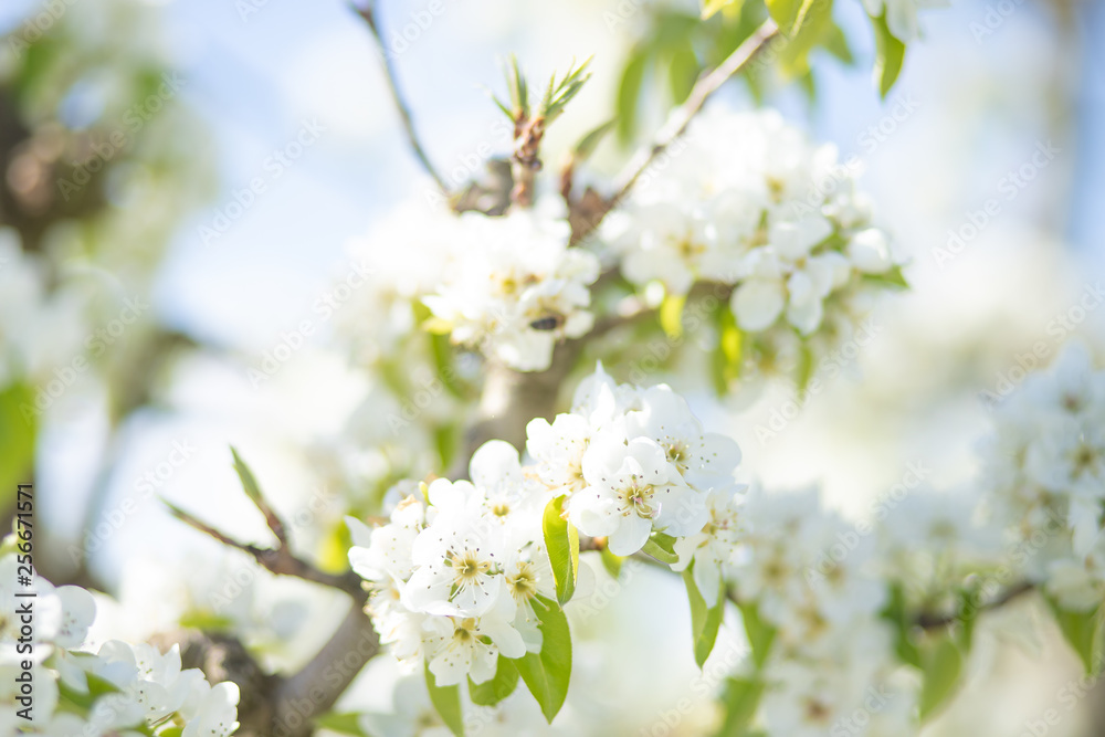 white pear blossom with sunlight, beautiful flowers in spring season