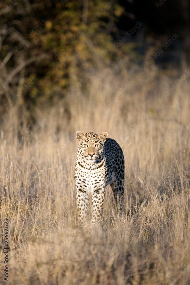Naklejka premium Leopard in afternoon light