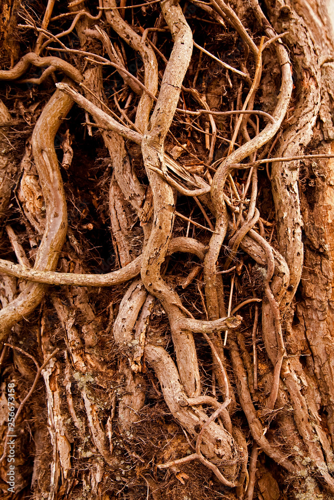 Close-up of Tree Roots Close-up of Tree Roots