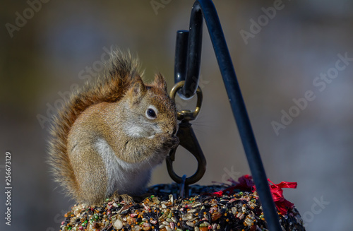 Red squirrel with paws up to it's mouth eating seeds from a winter bird-seed wreath.