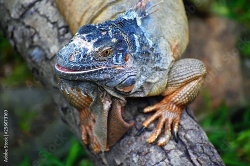 lizard on the tree