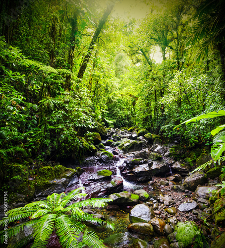Fototapeta Naklejka Na Ścianę i Meble -  Wet rocks and luxuriant vegetation in Guadeloupe jungle