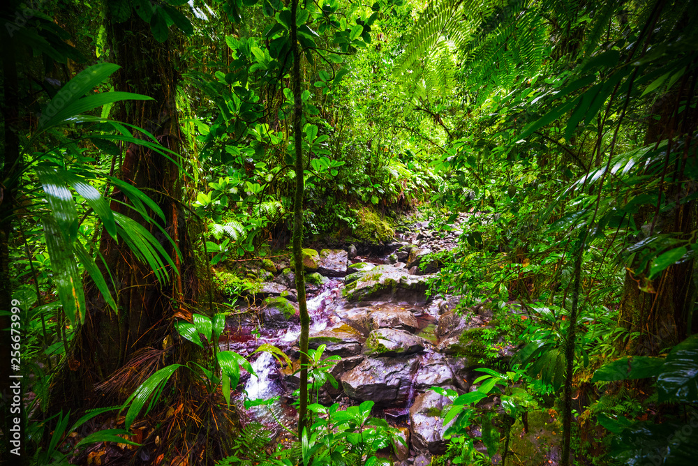 Small stream and rocks in Basse Terre jungle in Guadeloupe Small stream and rocks in Basse Terre jungle in Guadeloupe
