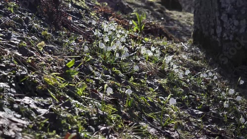 Timelapse of some spring snowflakes in the Swiss Alps. photo