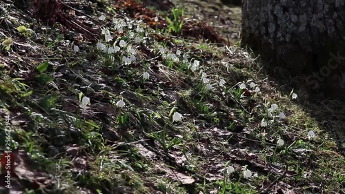 Footage of some Spring Snowflakes dancing in the wind. photo
