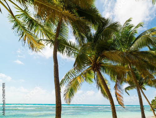 Fototapeta Naklejka Na Ścianę i Meble -  White sand and coconut palms in Bois Jolan beach in Guadeloupe
