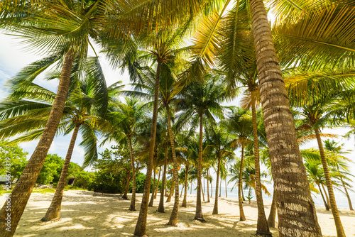 Coconut palm trees on the sand in Bois Jolan beach in Guadeloupe