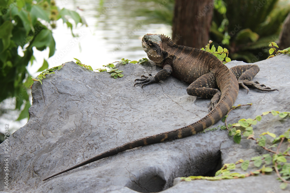 Lizard (iguana ?) in park in Sydney (Asutralia) Lizard (iguana ?) in park in Sydney (Asutralia)